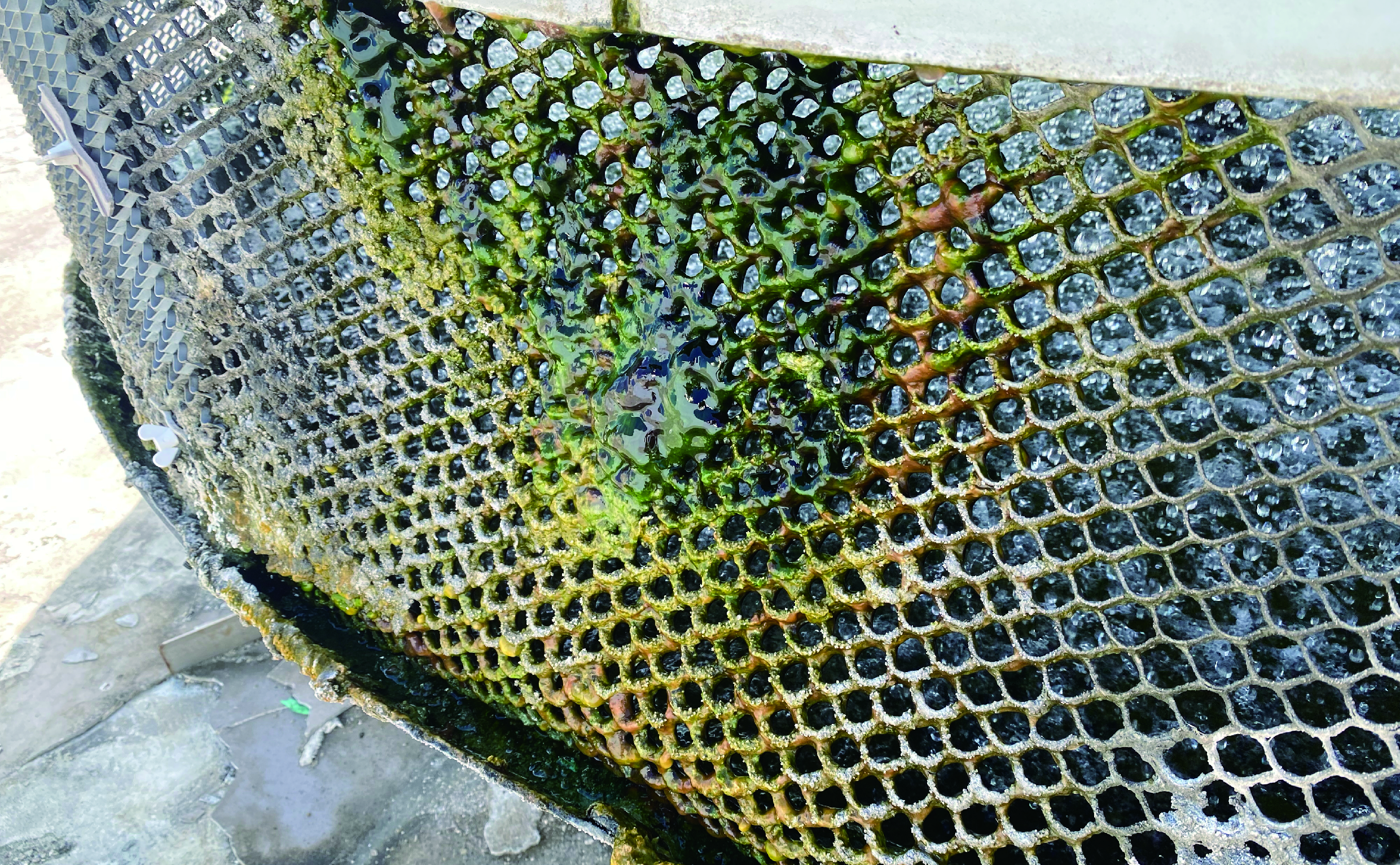 SK-160 + SK-168 投藥前：水塔周圍藻類與生物膜滋生